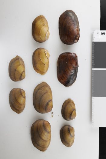 Media type: image;   Malacology 5111 Description: dry;  Aspect: Vo